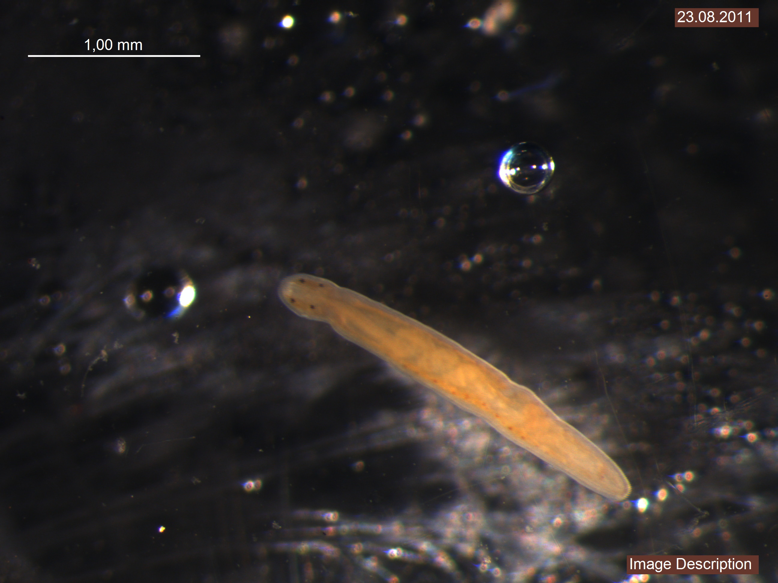 Представитель Семейства Tetrastemmatidae